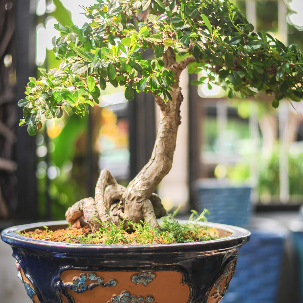 Chinese bonsai glazed ware